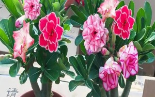 沙漠玫瑰怎样剪枝,抹芽处理是剪枝的基本要求