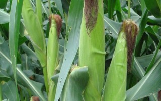 足单808玉米种子简介，（大理）平均生育期117天