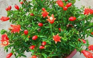 石榴花盆栽的养殖方法，使用比较浅的花盆来养殖