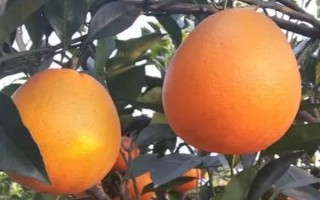优质脐橙的特点，表现为橙黄光滑且体积大等