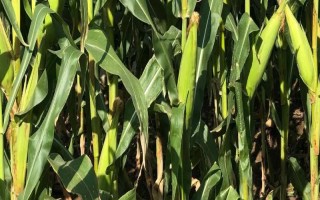 万甜2000玉米种子简介