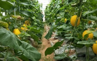 哈密瓜膨果期需施几次肥，要施2-3次肥