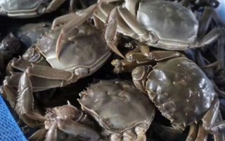 什么时候盘锦河蟹最肥,7月下旬至8月上旬最肥