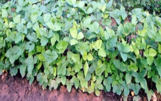 合农64大豆种子特点，该品种为无限结荚习性