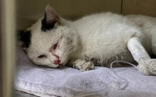 猫瘟初期的症状,病猫有精神萎靡、食欲不佳等表现