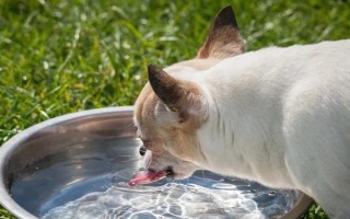 狗狗糖尿病有什么症状，会出现饮食多、排泄多、身体消瘦等情况