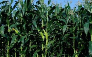 兰乔3019玉米品种简介,春播出苗至成熟129天
