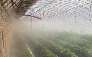 秋茬大棚蔬菜定植的注意事项,应注意减少化肥用量