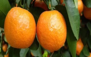 为沙糖桔保花保果的方法，剪除生长不良的枝叶能让花朵和果实吸收更多养分