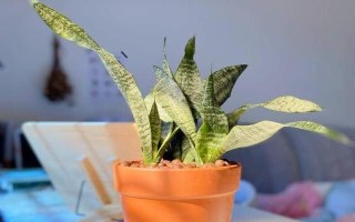 虎皮兰太高了如何修剪，将它叶子头部剪掉即可