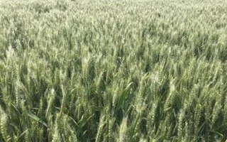 大地202小麦种子特征特性,属半冬性品种
