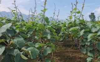 猕猴桃僵苗怎么处理，要适量浇水并定期施肥