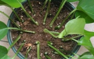 绿萝12月份能扦插吗,可以但是需注意调节室温