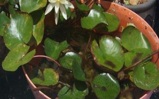 睡莲的种植方法，播种前需进行破口