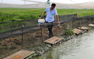 养殖泥鳅苗的方法，根据幼苗的规格决定放养密度