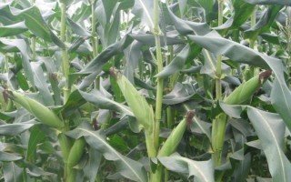 小糯3号（试验名称：小糯3号）玉米种子介绍，密度4000株/亩左右