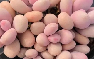 桃蛋夏天死亡的原因，一般是由脱水导致