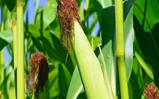 延科358玉米品种的特性,播种量为2公斤/亩