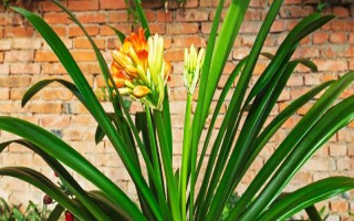 君子兰的叶片能不能修剪，1年修剪1次即可