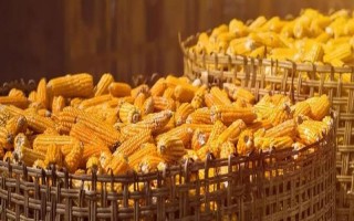 玉米的种植密度，每亩地可种植4000株左右