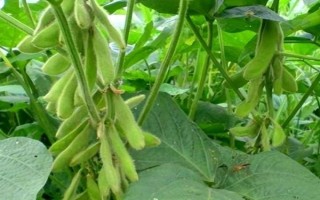 辽豆36大豆品种简介,在中等肥力以上土壤栽培