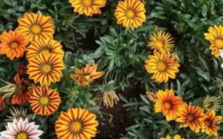 勋章菊的繁殖方法，常用播种、分株、扦插和组培繁殖