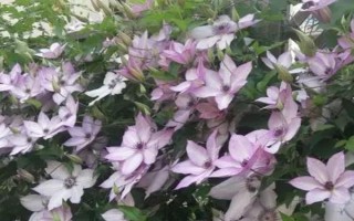 铁线莲小苗是否需要打顶，小苗无需打顶