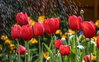 郁金香茎短花小的原因，可能是品种退化或受到遗传基因的影响