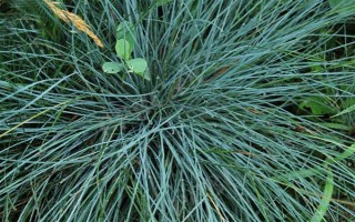 蓝羊茅的生长特性，具有喜光、耐旱等特点