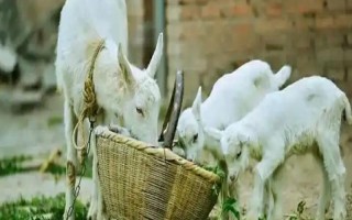 羊饲料的分类，可以分为粗饲料和精饲料