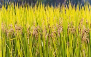 泰两优1808水稻种子简介,每亩有效穗数17.7万穗