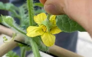 西瓜开花期施哪种肥料,追施磷钾肥可促进花芽分化