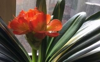 君子兰怎么养，浇水的时候要注意见干见湿