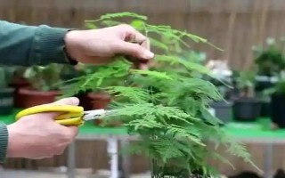 土培文竹叶片发黄如何处理，可采取修剪黄叶、更换盆土等措施