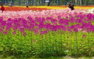 怎么种醉蝶花，种之前需浸种6小时左右