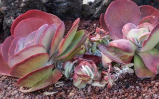 唐印怎么繁殖，可采取扦插和播种的方法