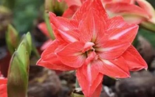 朱顶红叶片发黄如何处理，不同情况所采取的措施有区别