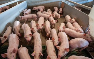 猪的应激反应如何减少，尽可能提供营养好的饲料