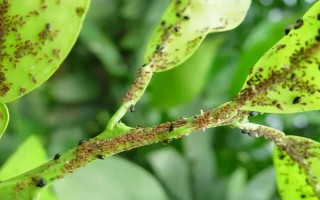 柑橘病虫害防治办法，常见的有疮痂病、溃疡病等