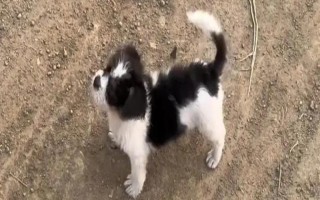 狗狗一直哆嗦的原因，可能是紧张害怕或气温较低等