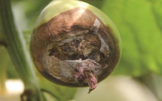 甜瓜疫病的发生原因,受到甜瓜疫霉的侵染