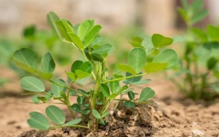 怎么防治花生青枯病，要进行水旱轮作、发现病株需拔除并烧毁