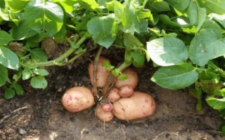 马铃薯的产地，甘肃、宁夏、东北等地方为主产区