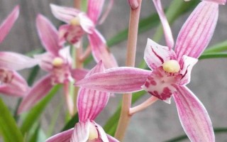 兰花的品种，有蕙兰、春兰、墨兰等