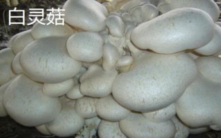 南方适合种植哪些菇类，竹荪、黑木耳、草菇等