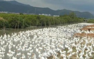 一年四季都下蛋的鹅品种,四季鹅一年四季都能产蛋