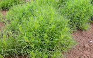 风滚草在中国的叫法，一般被称为猪毛菜