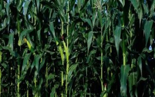 泽玉906玉米种子特征特性，一般4月下旬至5月上旬播种