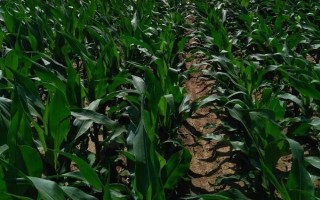 新玉89号玉米种子特征特性，注意及时防治玉米主要害虫