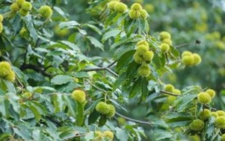 板栗只开花不结果原因，土壤不适合或者缺水都会导致